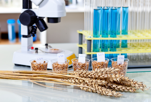 Food Testing Microscope Vials Wheat