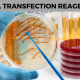 cell transfection reagents