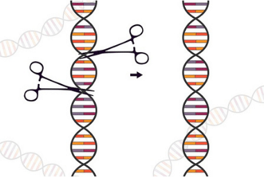 CRISPR DNA Scissors