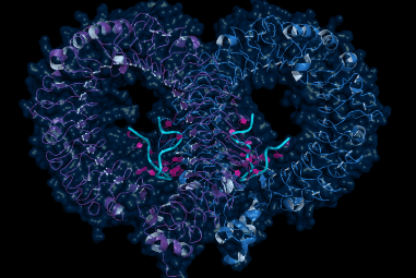 Protein visualization